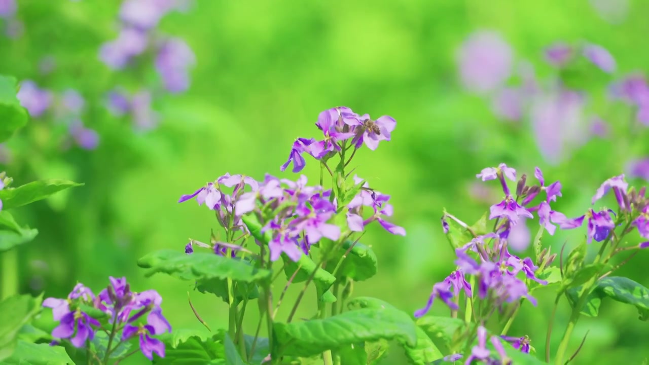 杭州西湖太子湾公园春天二月兰自然治愈风景视频素材