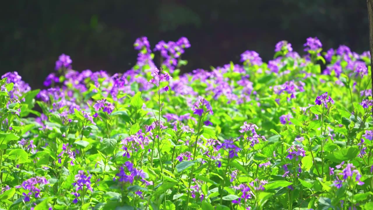 杭州西湖太子湾公园春天二月兰自然治愈风景视频素材