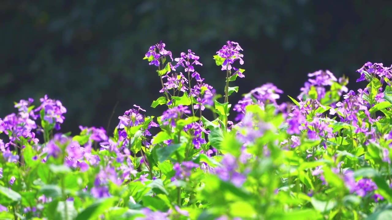 杭州西湖太子湾公园春天二月兰自然治愈风景视频素材