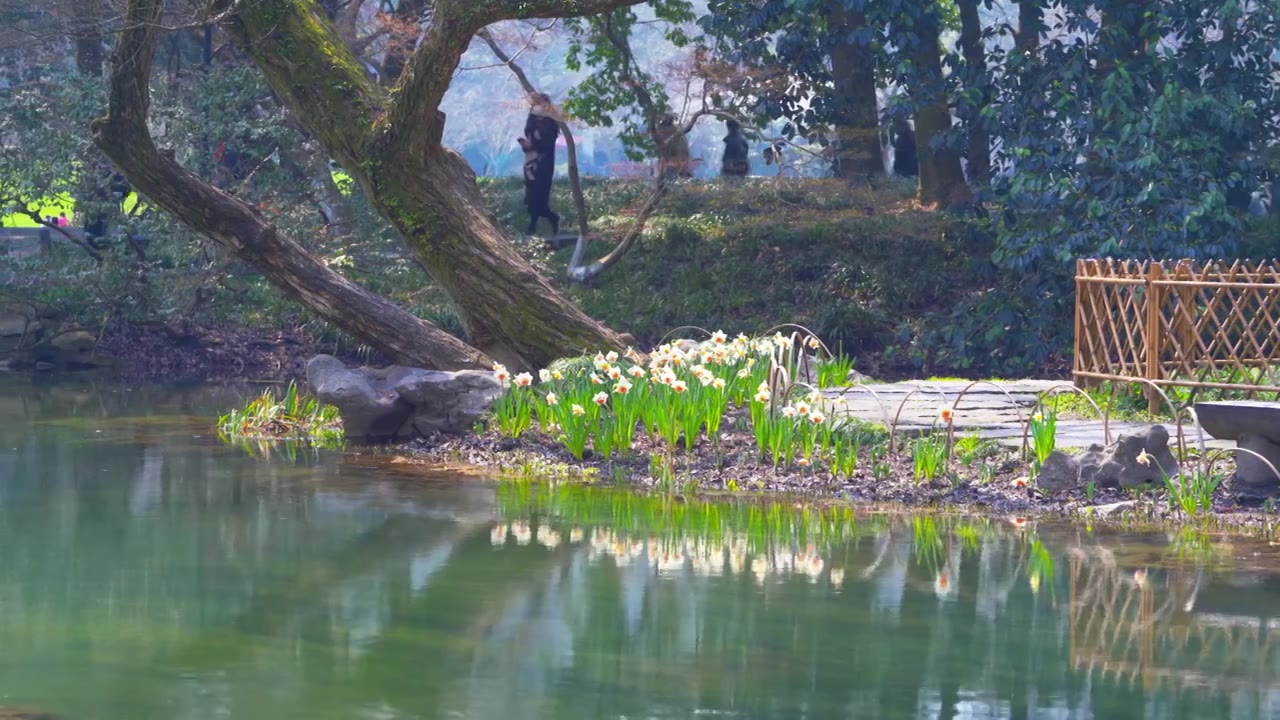 杭州西湖太子湾公园春天郁金香自然治愈风景视频素材