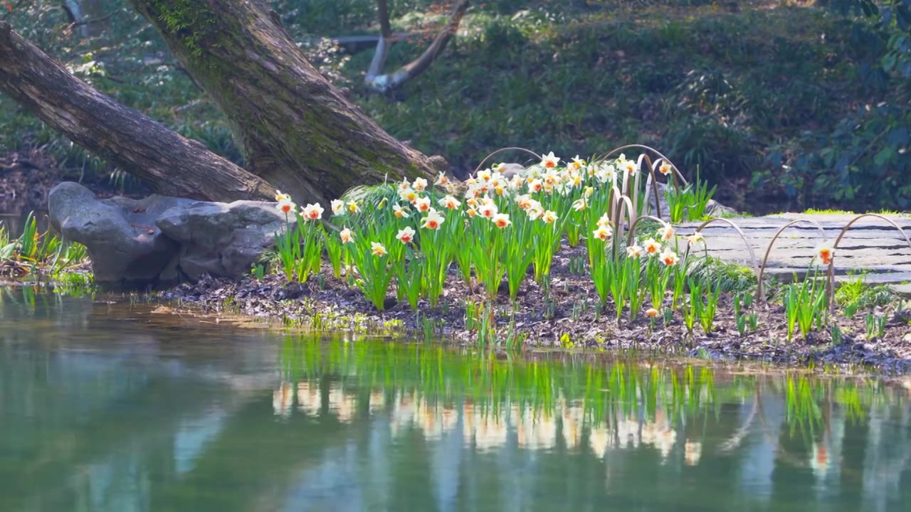 杭州西湖太子湾公园春天郁金香自然治愈风景视频素材