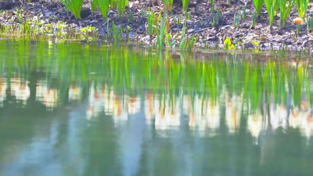 杭州西湖太子湾公园春天郁金香自然治愈风景视频素材