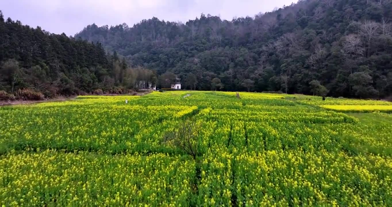 江西婺源思溪延村油菜花航拍视频素材