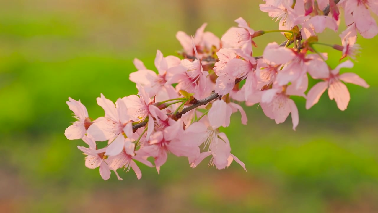 春天阳光下盛开的樱花视频素材