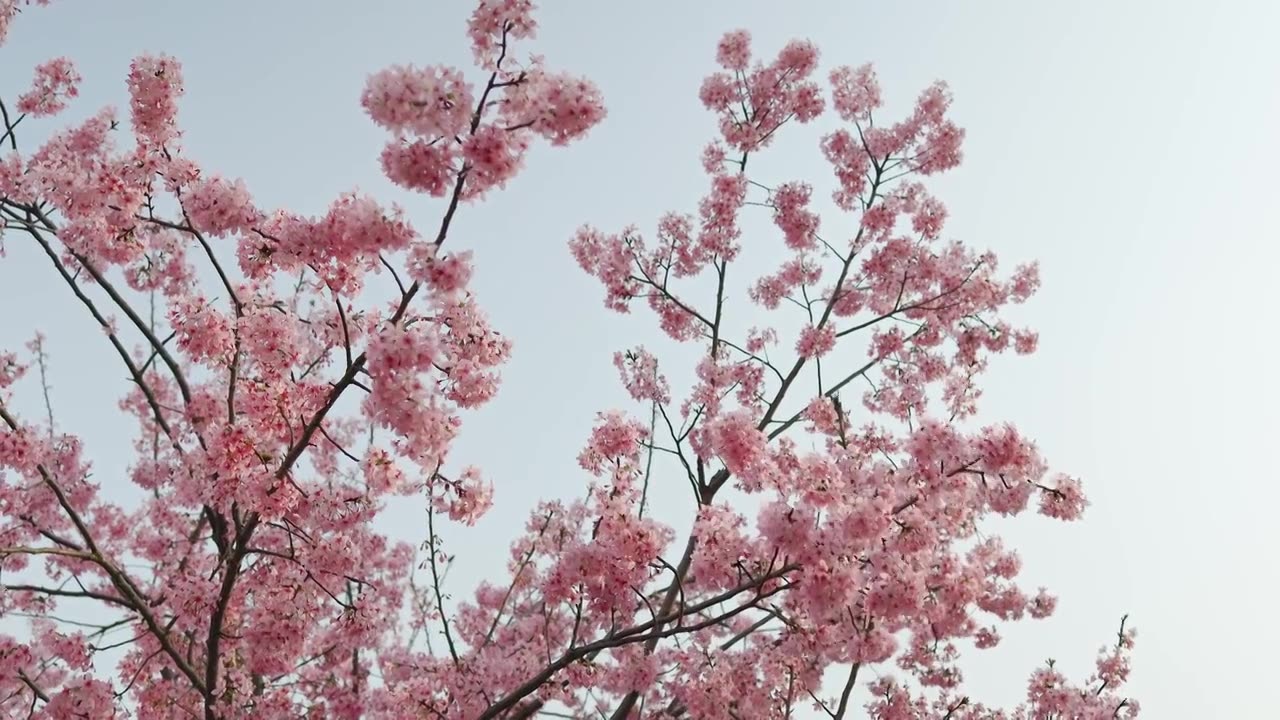 春天阳光下盛开的樱花视频素材