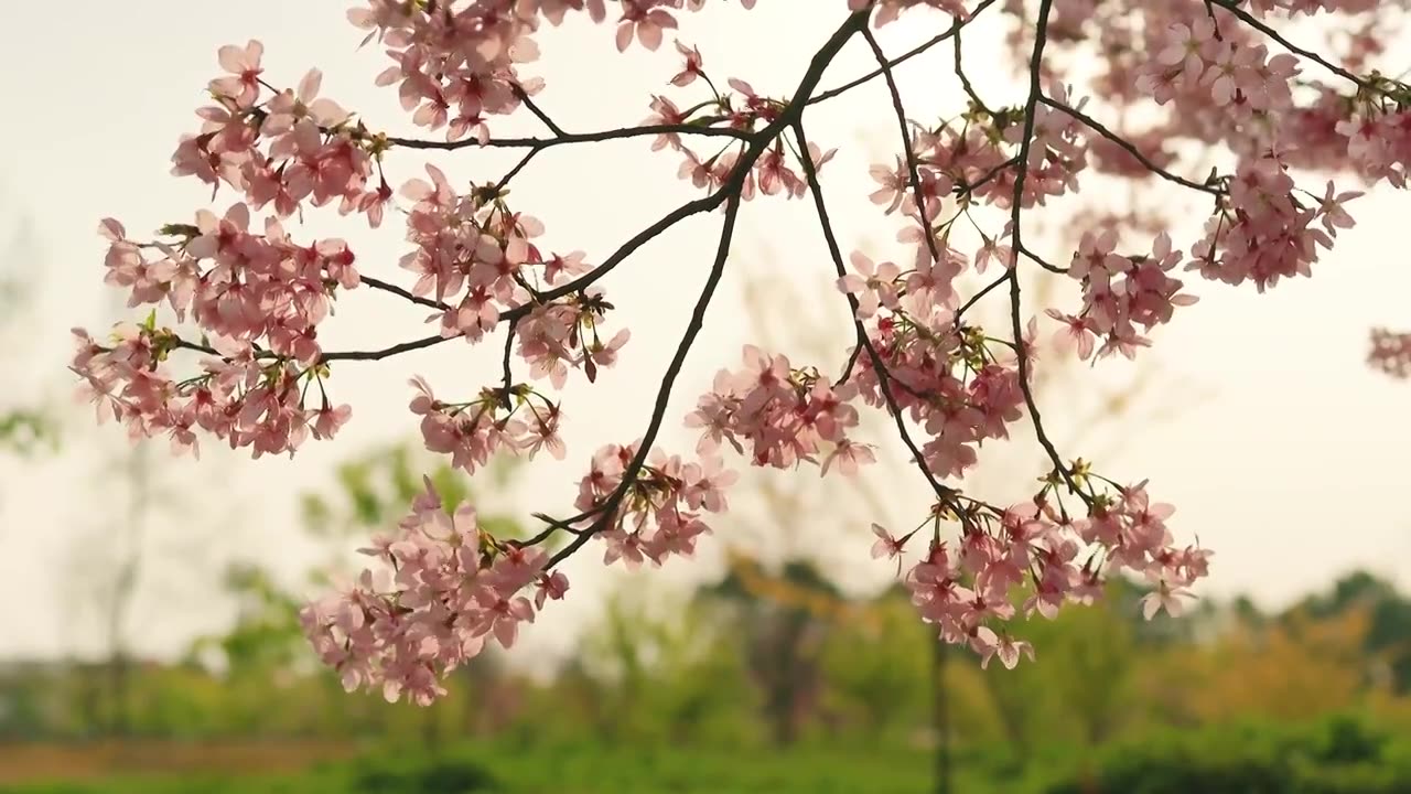 阳光透光盛开的分行色樱花的唯美感视频素材