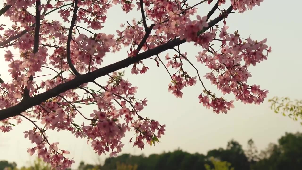 阳光透光盛开的分行色樱花的唯美感视频素材