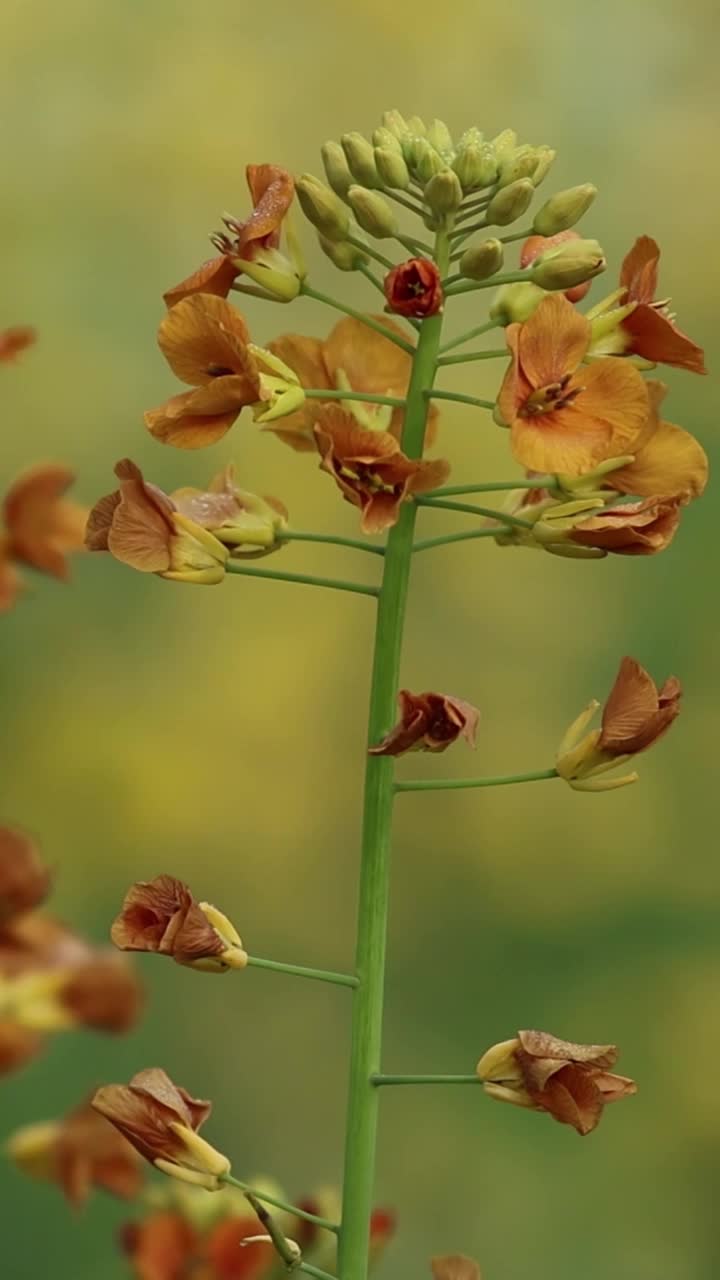 多彩油菜花视频素材