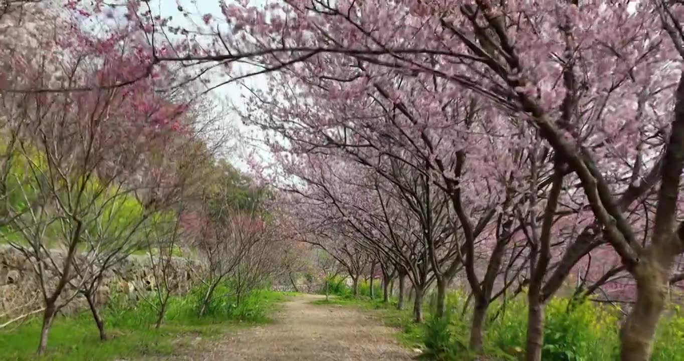 浙江杭州：余杭瓶窑樱花谷视频素材