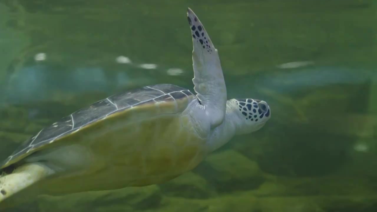 海龟游泳乌龟特写视频视频素材