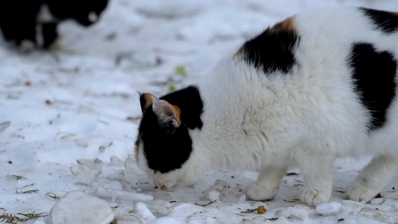 冬季雪地里吃东西的小花猫视频素材