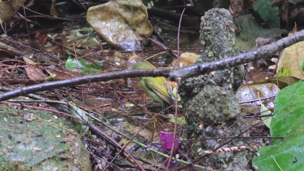 叉尾太阳鸟戏水视频素材