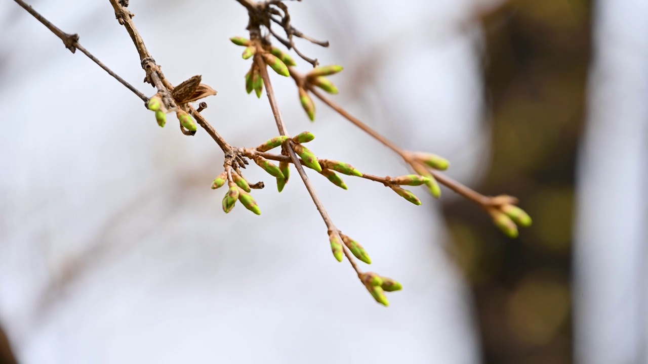 春天植物生长绿色发芽芽孢枝头特写视频素材