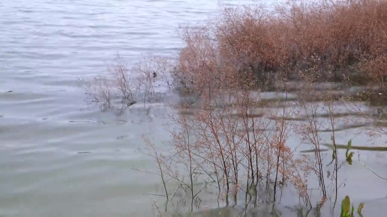 西安沣河梁家滩运动公园河面上枯黄的水草视频素材