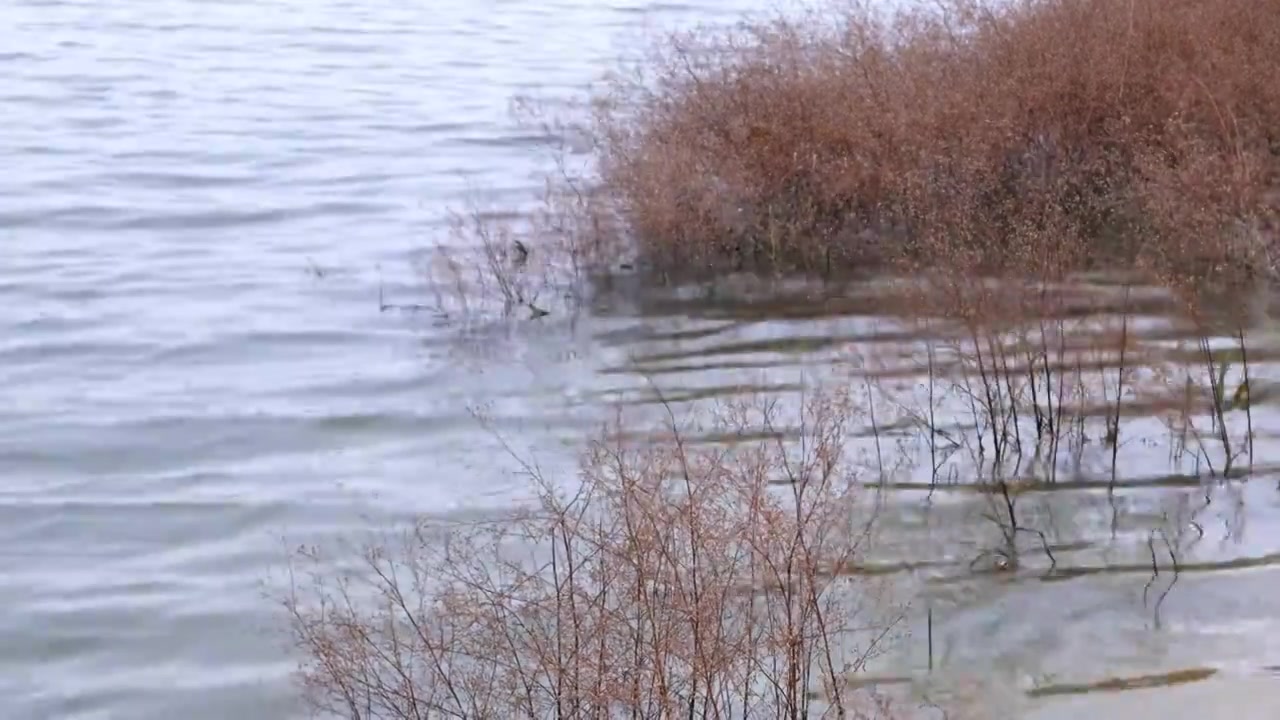 西安沣河梁家滩运动公园河面上枯黄的水草视频素材