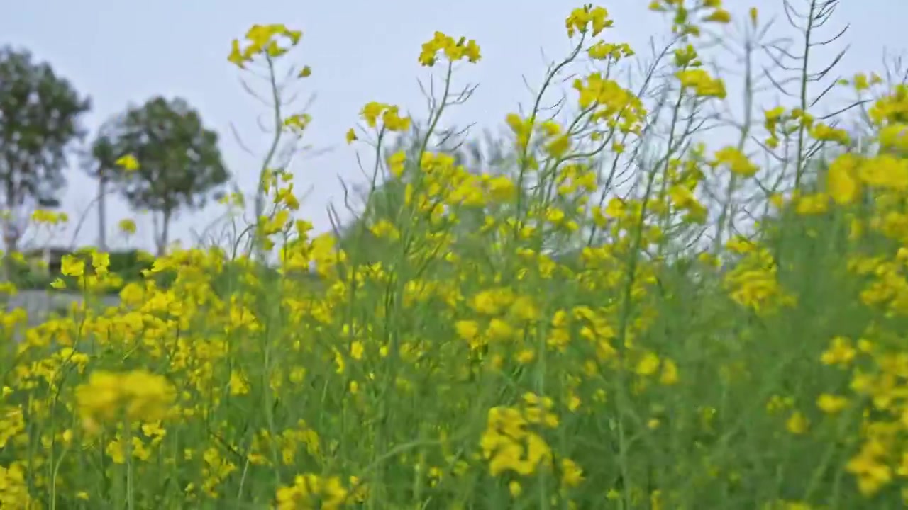 油菜花视频下载