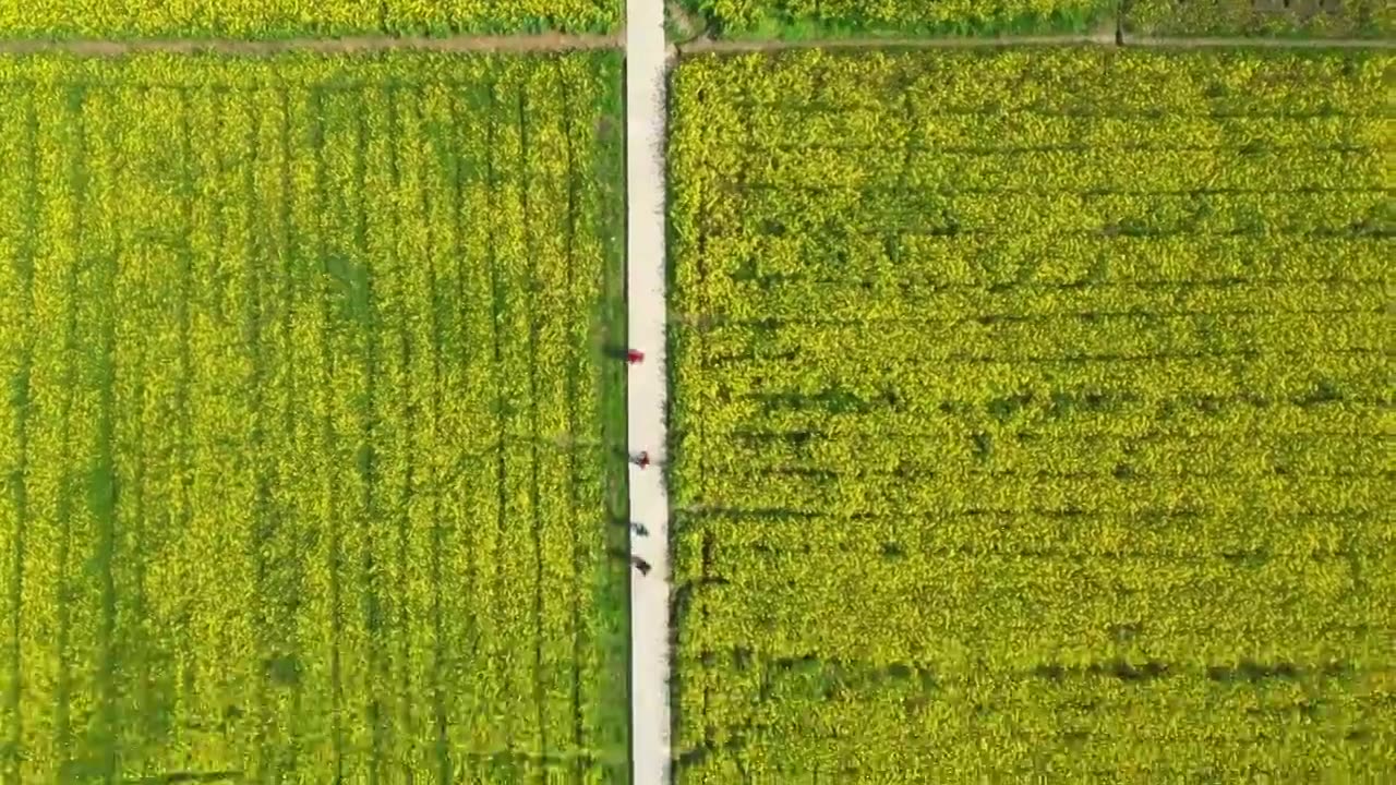 宣城市泾县狮子山油菜花中国宣纸博物馆视频素材