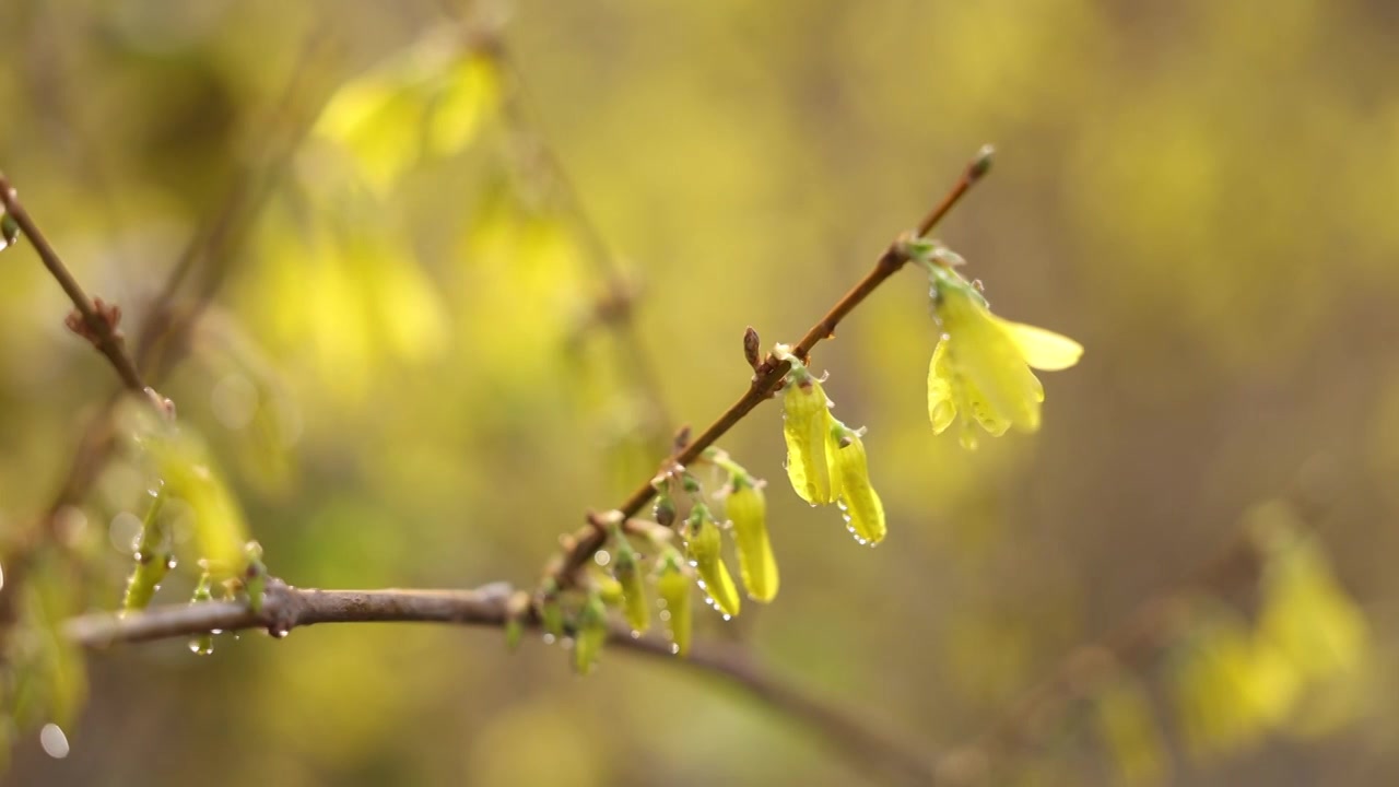 迎春花视频素材