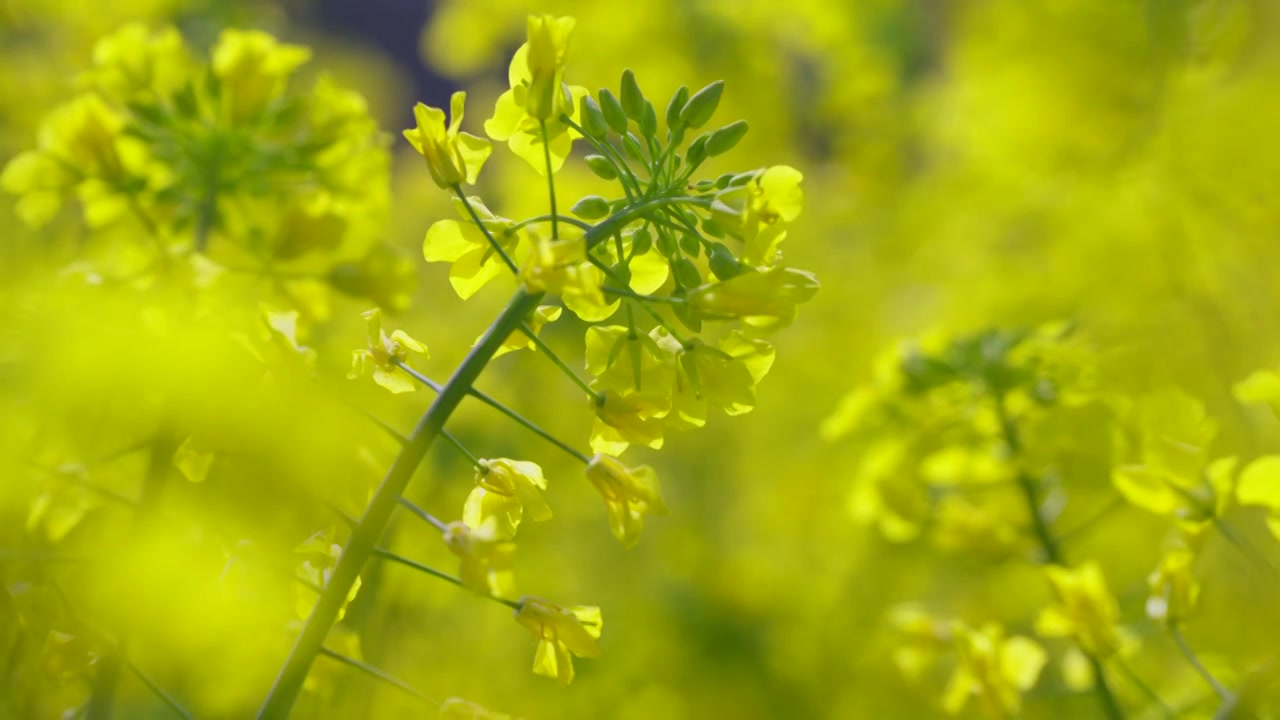 油菜花视频下载