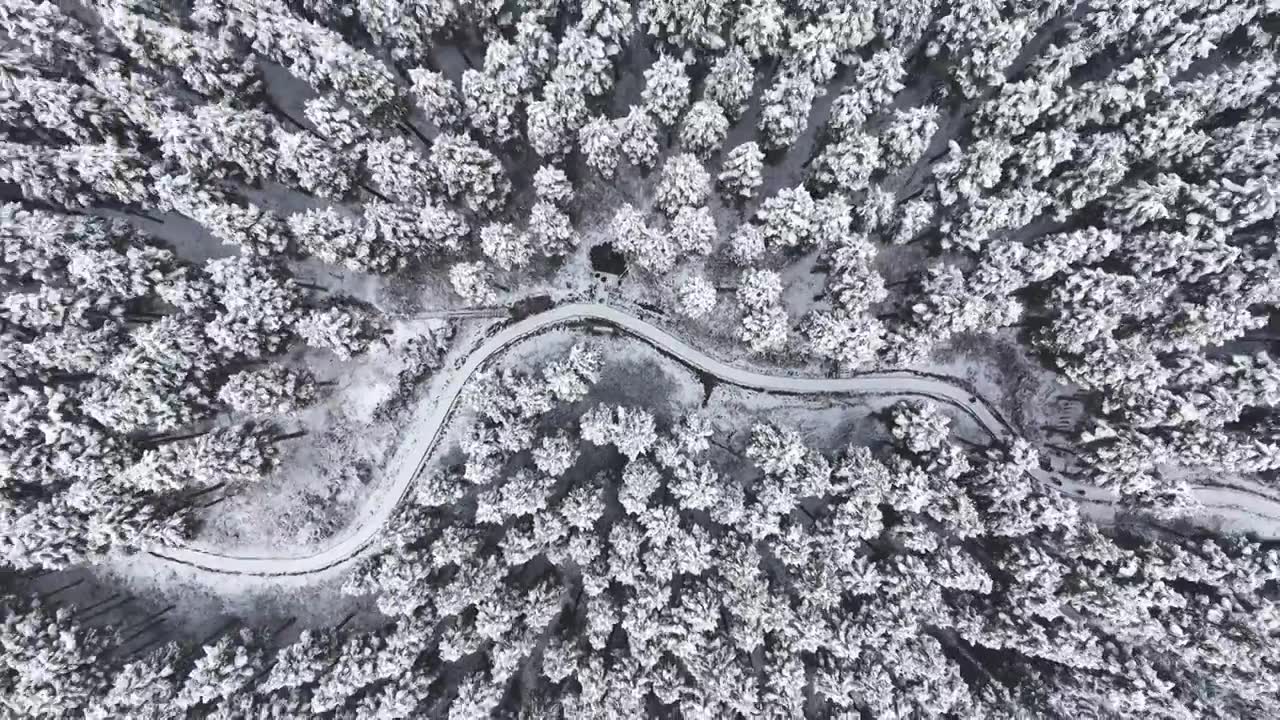 成都中坝冬季下雪森林视频素材