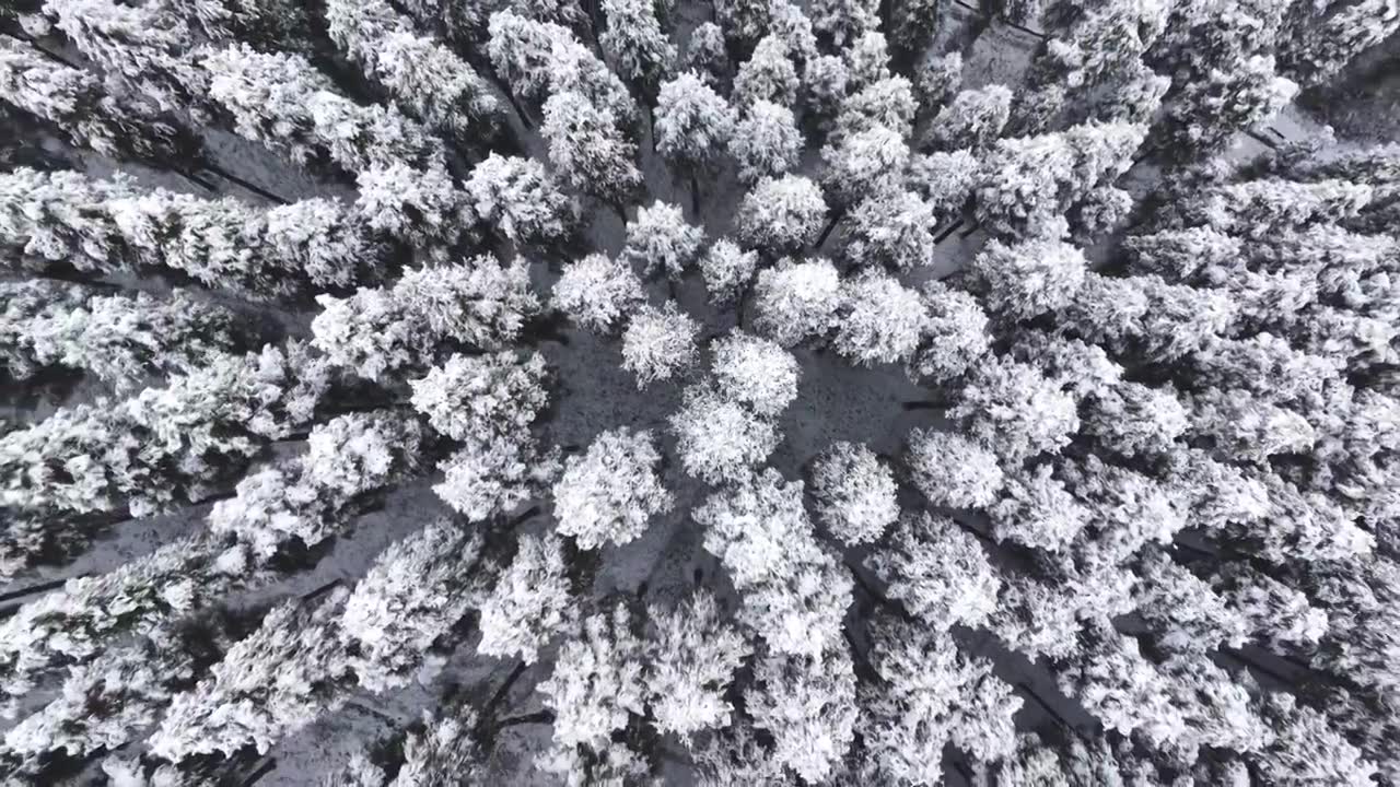 成都中坝冬季下雪森林视频素材