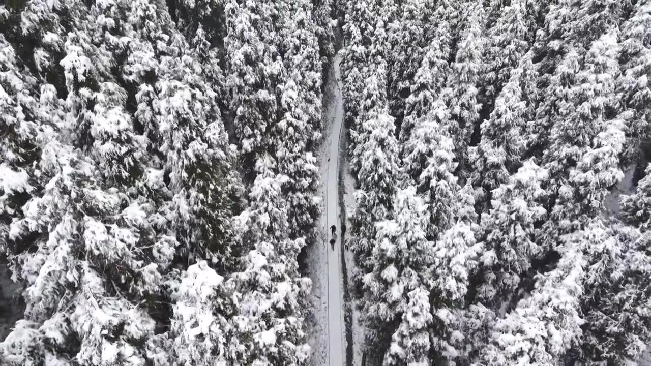 成都中坝冬季下雪森林视频素材