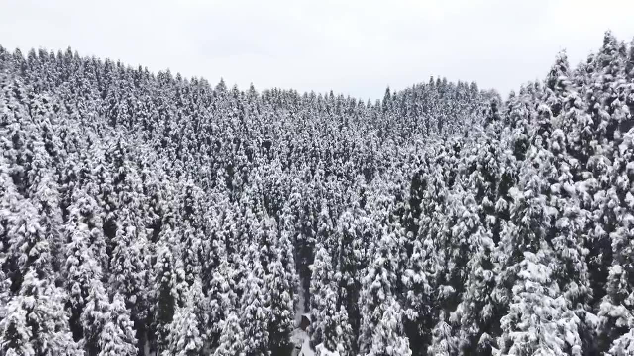 成都中坝冬季下雪森林视频素材