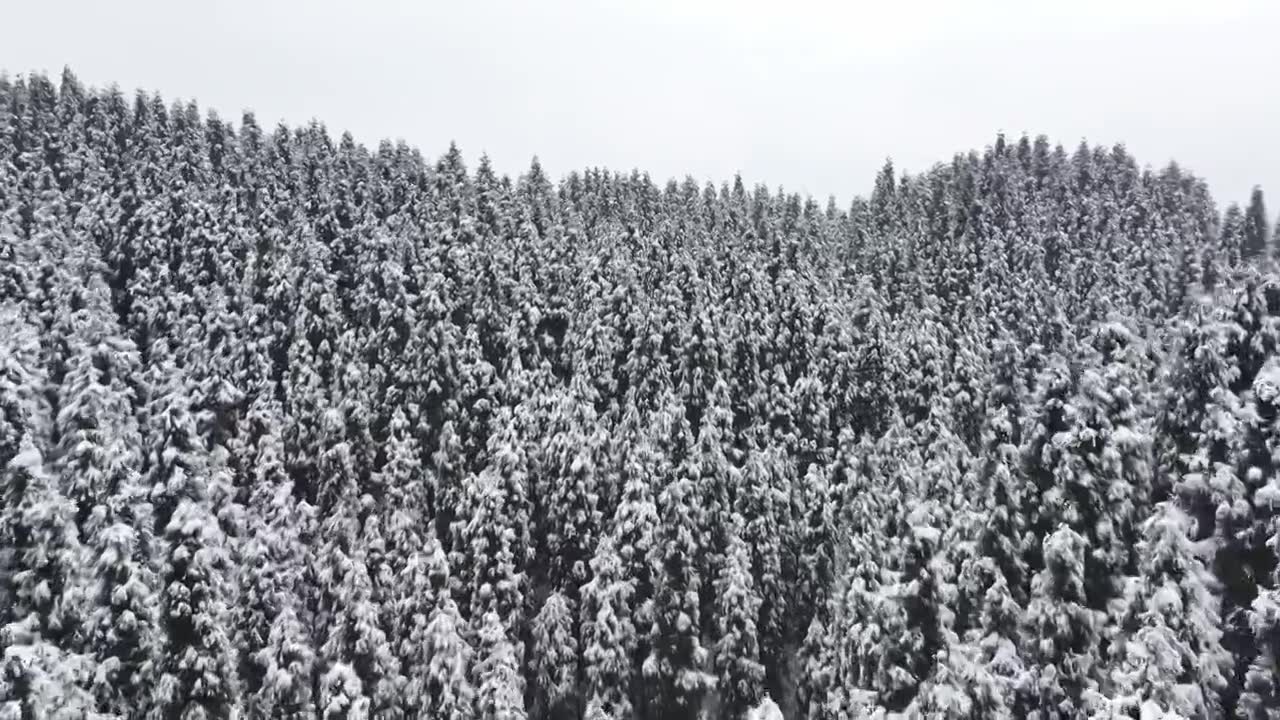 成都中坝冬季下雪森林视频素材