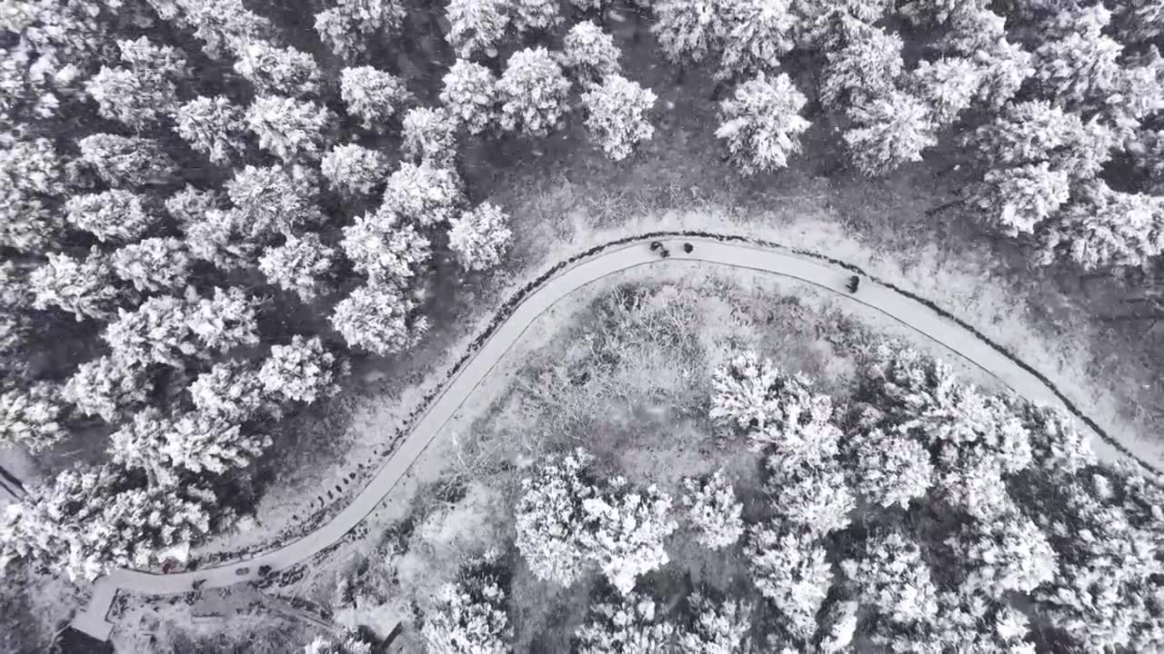 成都中坝冬季下雪森林视频素材