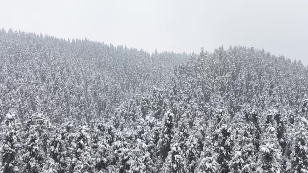 成都中坝冬季下雪森林视频素材