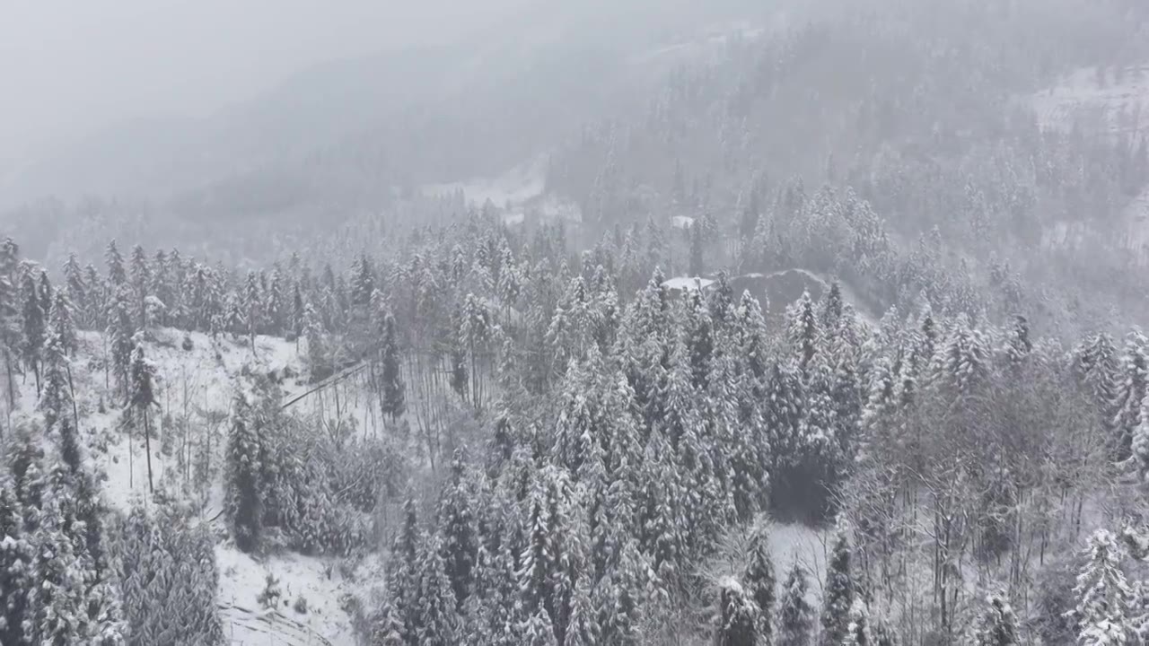 成都中坝冬季下雪森林视频素材