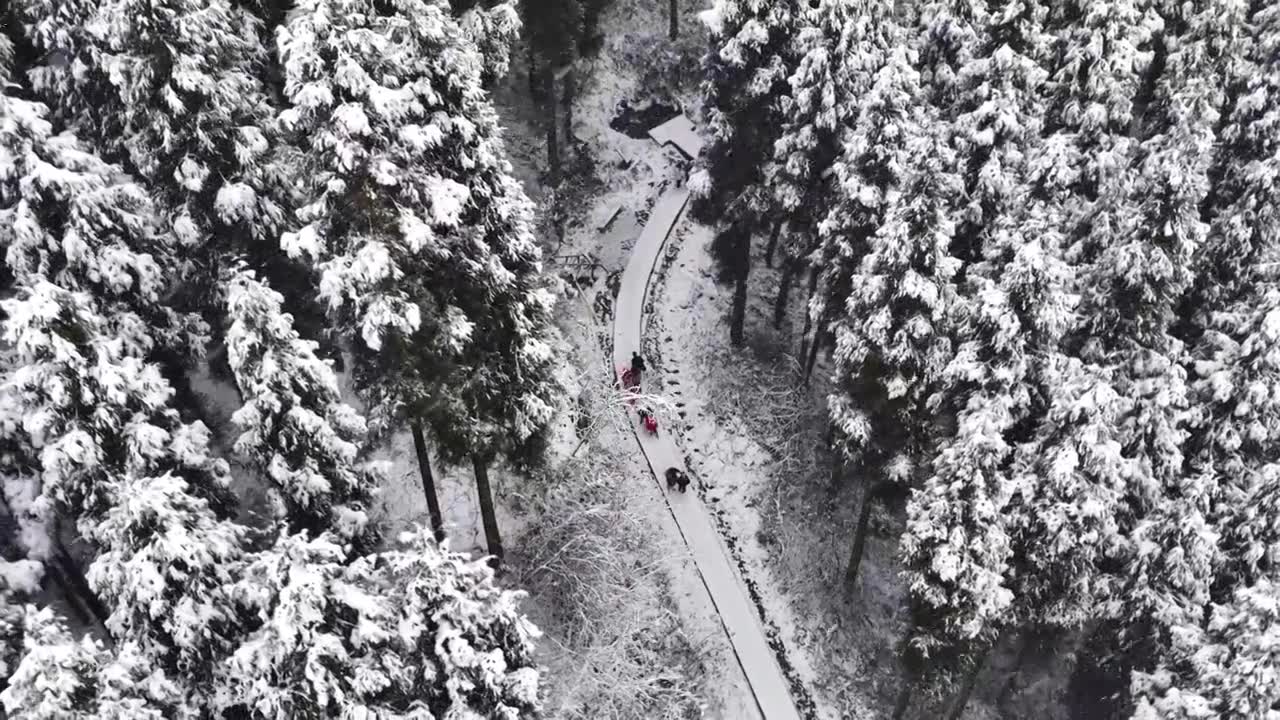 成都中坝冬季下雪森林视频素材