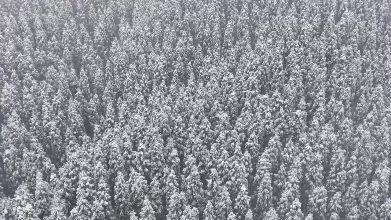 成都中坝冬季下雪森林视频素材