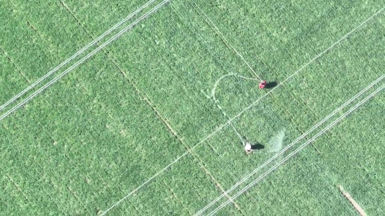 商水农田小麦农药喷洒场景视频素材