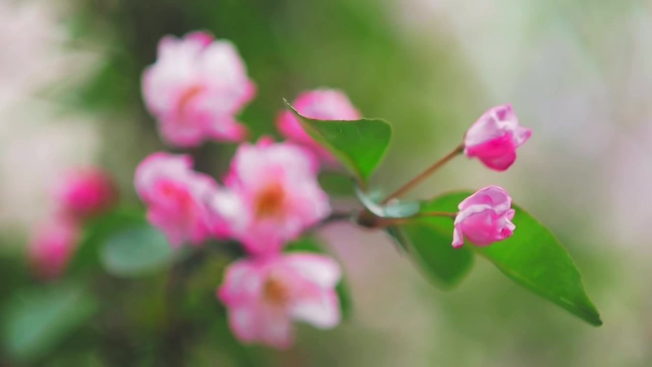 春天盛开的海棠花视频素材