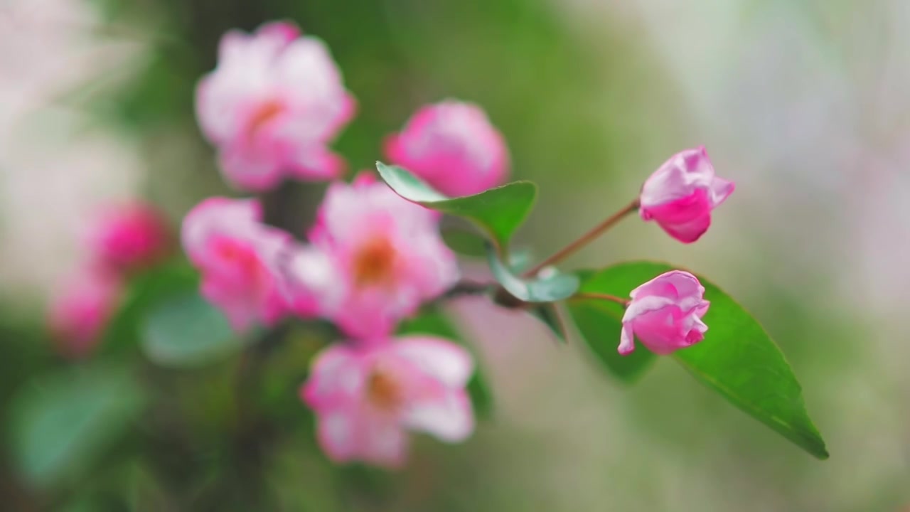 春天盛开的海棠花视频素材