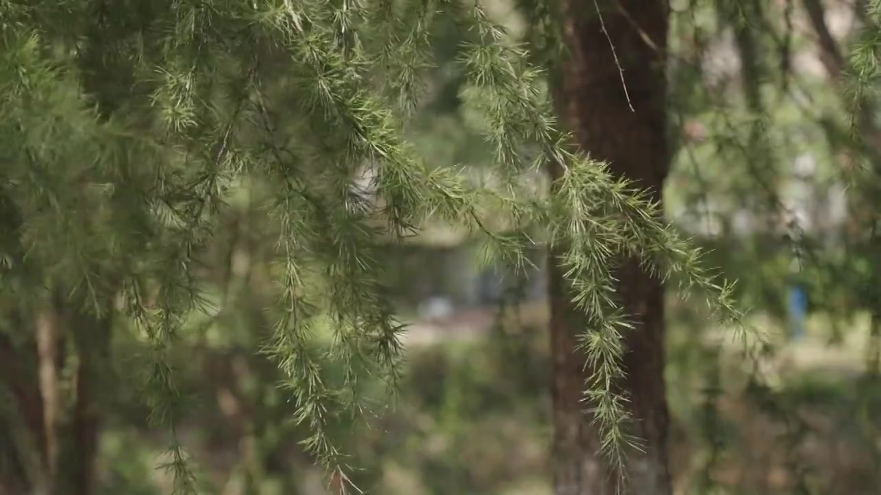 松树自然森林树木环境空镜运镜特写视频素材