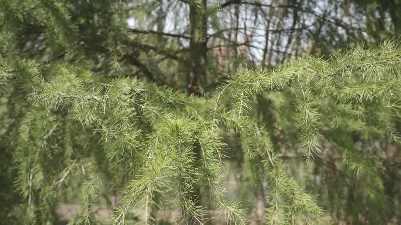 松树自然森林树木环境空镜运镜特写视频素材