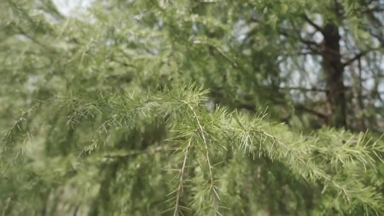 松树自然森林树木环境空镜运镜特写视频素材