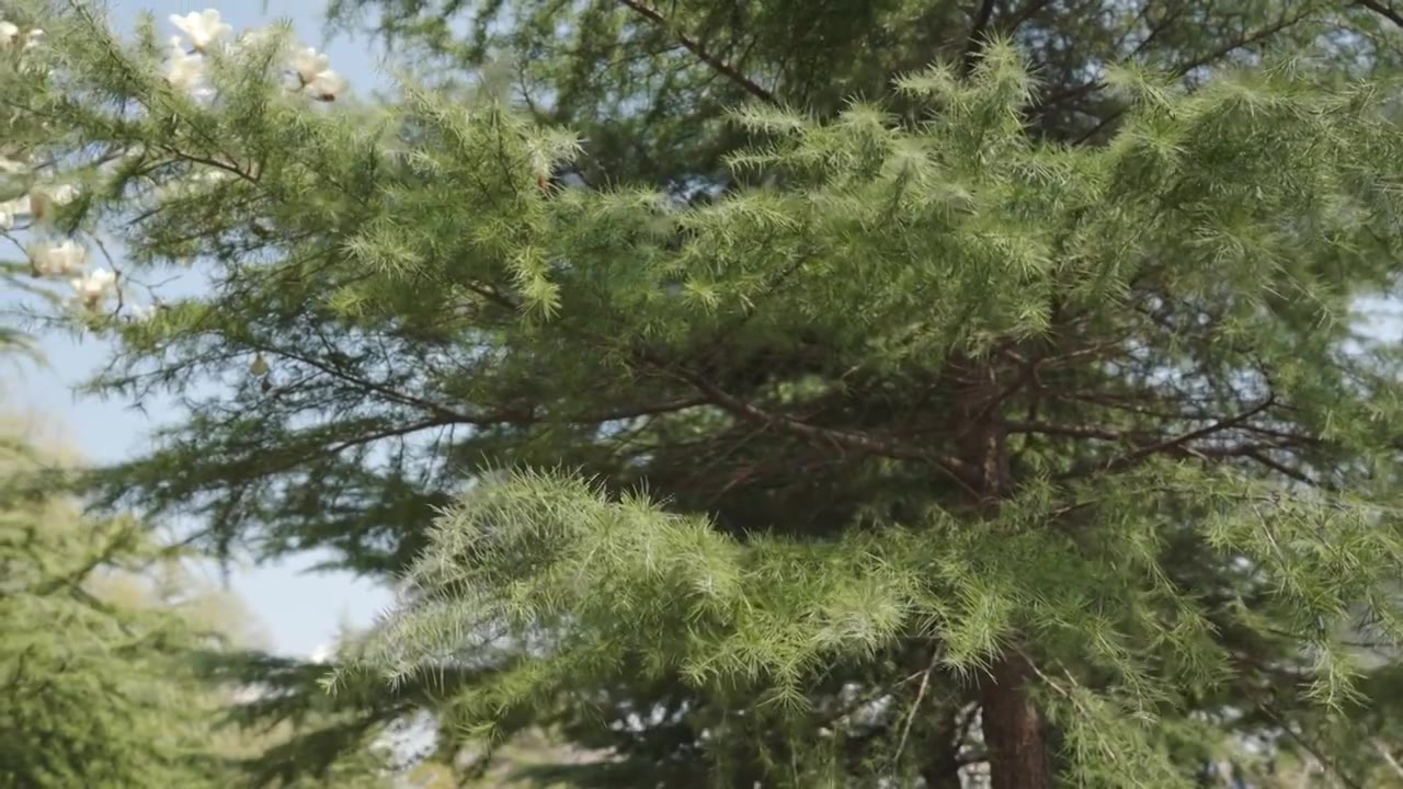 松树自然森林树木环境空镜运镜特写视频素材