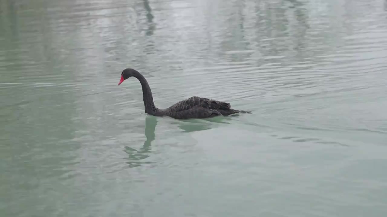 北京颐和园昆明湖 黑天鹅在湖中游泳觅食视频素材