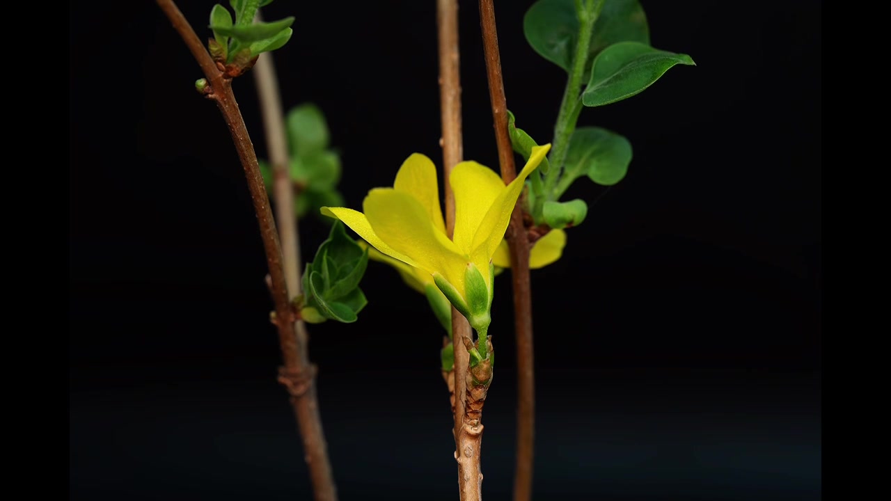 春分花开延时摄影 从春分开始，花朵风雨兼程，春天美到极致。愿君春风得意！视频素材