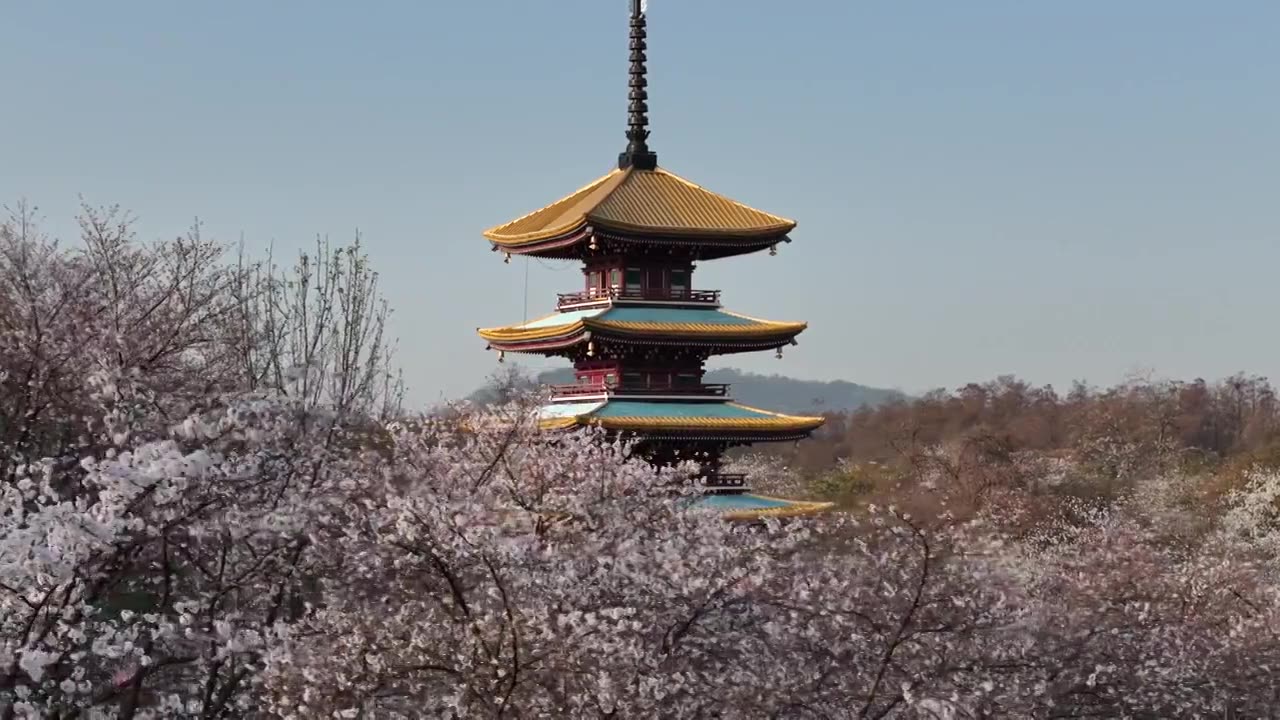 樱花 武汉东湖樱园视频素材