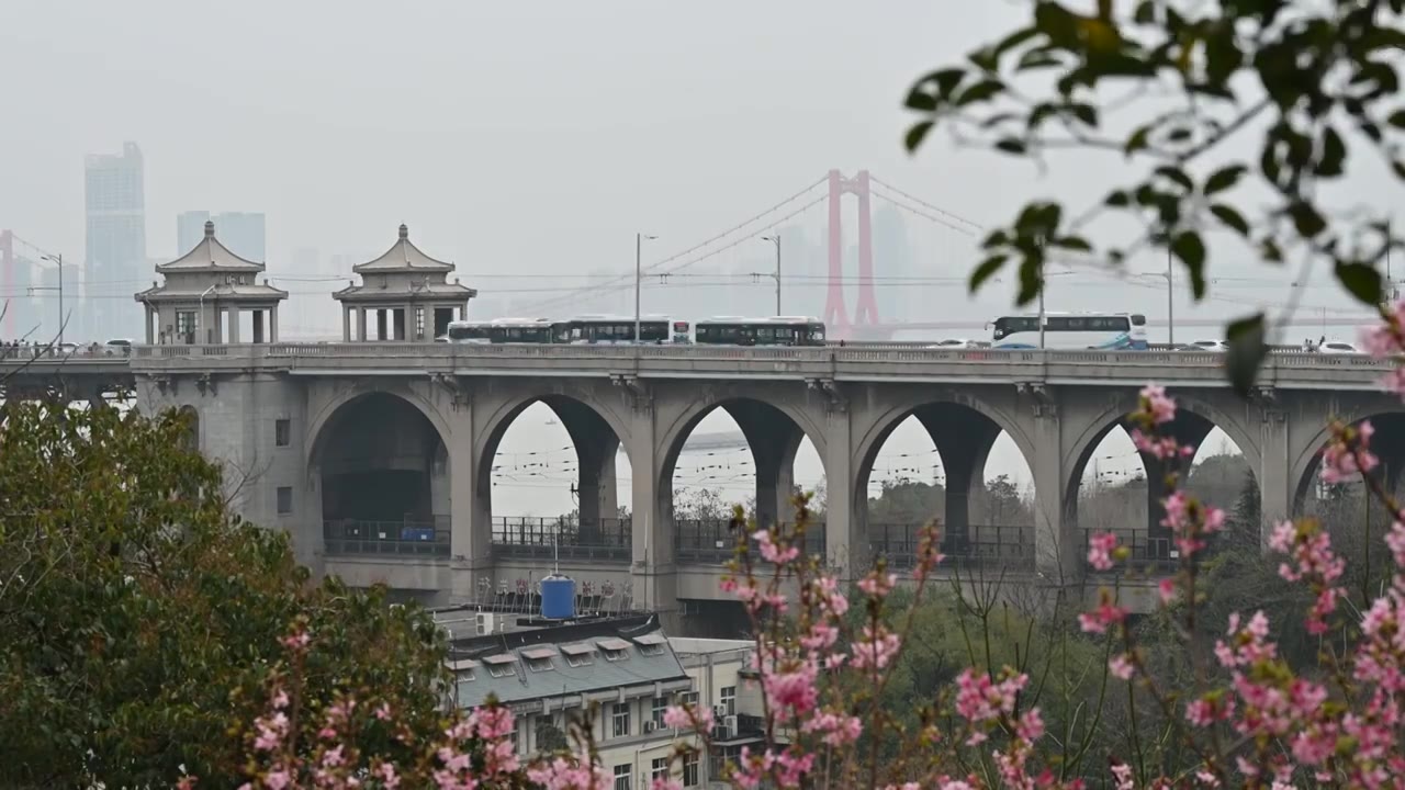 樱花盛开的武汉长江大桥和鹦鹉洲长江大桥视频素材