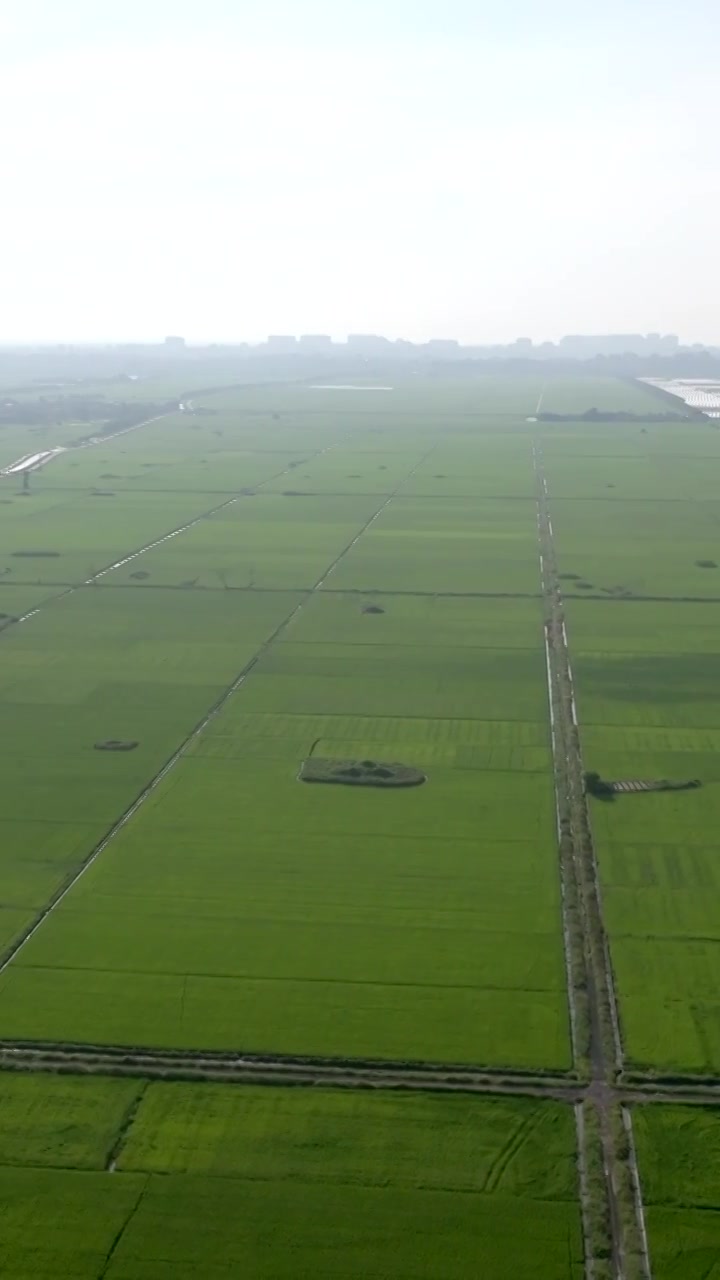 广东湛江雷州城乡结合部河北村上空航拍稻田视角视频素材