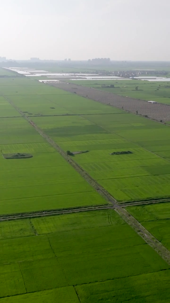 广东湛江雷州城乡结合部河北村上空航拍稻田视角视频素材