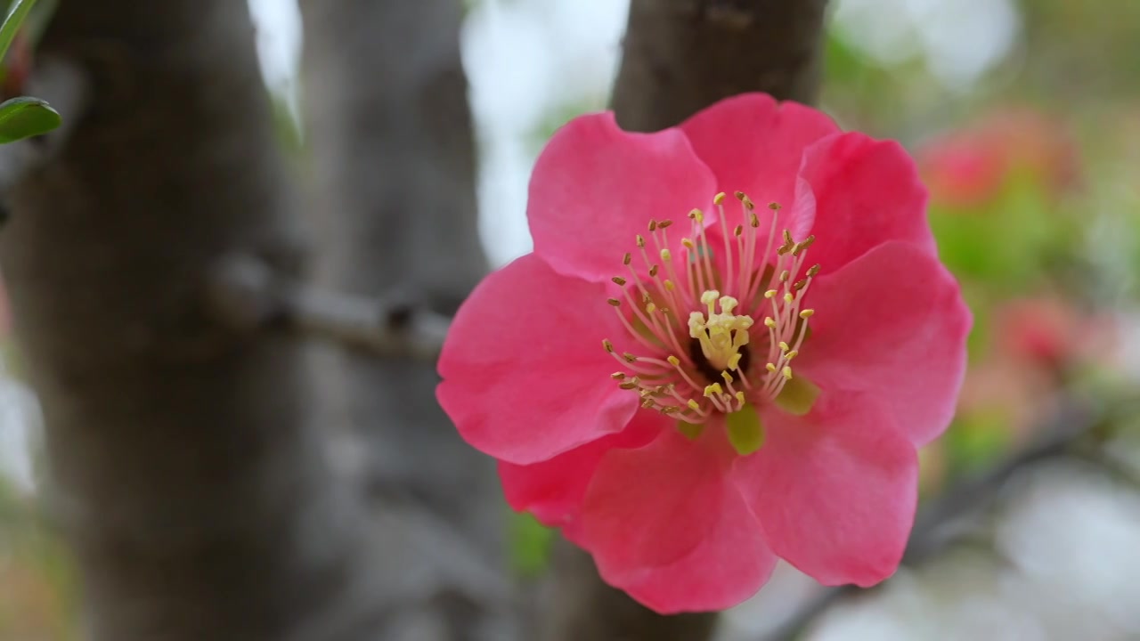 春天公园花朵盛开海棠花春暖花开视频素材