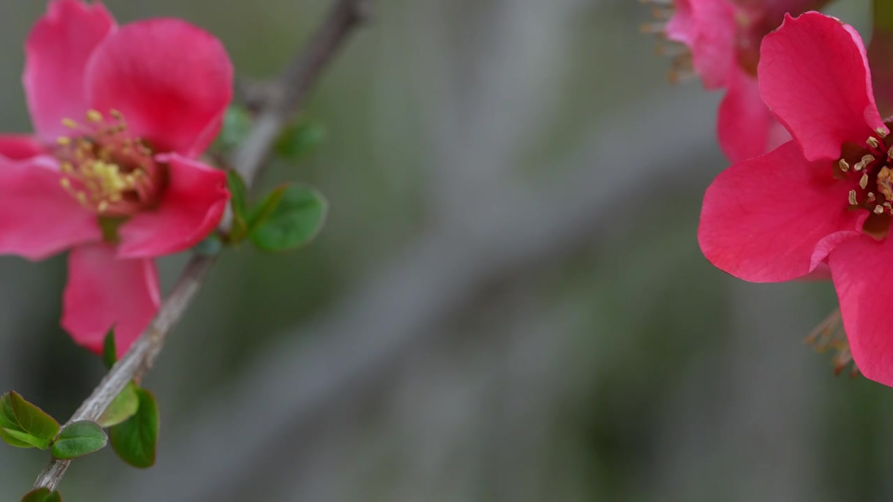 春天公园花朵盛开海棠花春暖花开视频素材