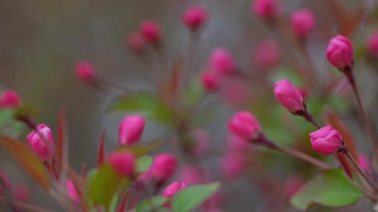 春天公园花朵盛开海棠花春暖花开视频素材