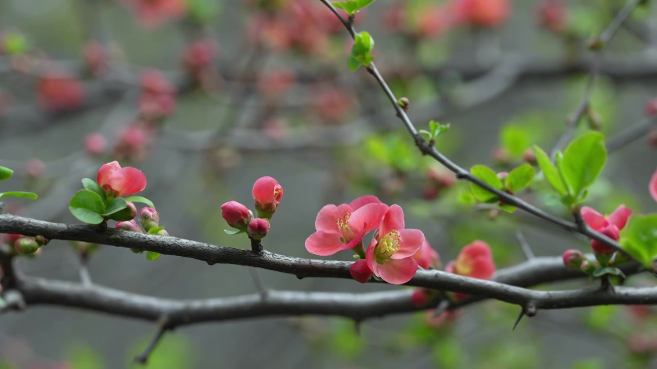 春天公园花朵盛开海棠花春暖花开视频素材